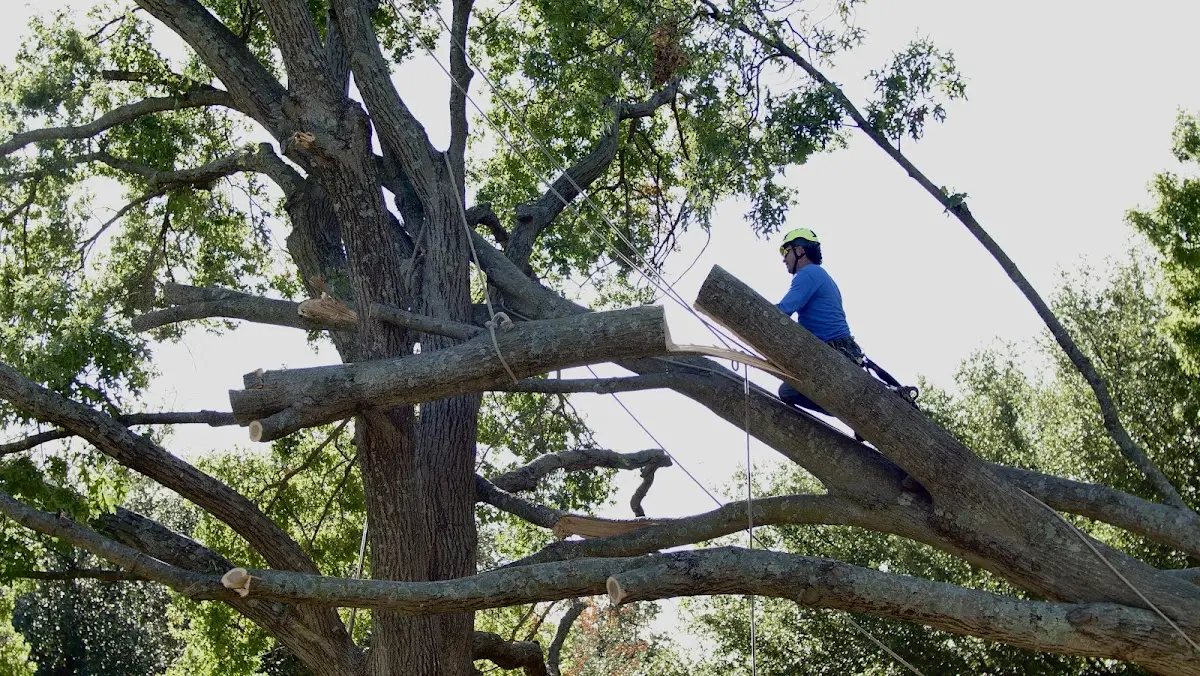 Professional Crown Thinning performed by certified arborists in Lake Geneva
