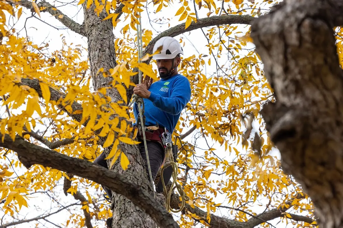 Skilled Tree Planing crew working in Lake Geneva